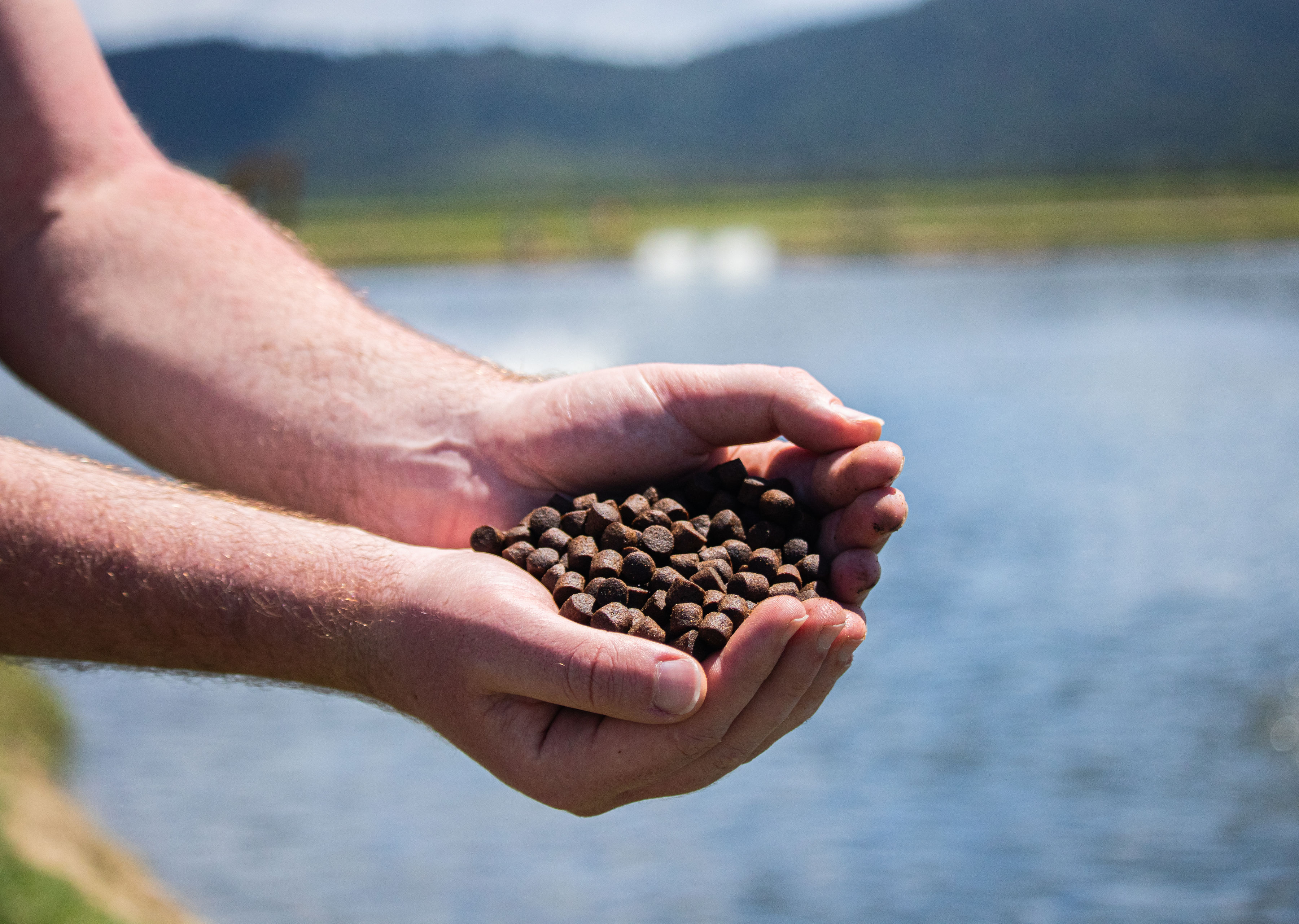 Barramundi Feed